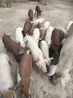 Vând purcei metis duroc