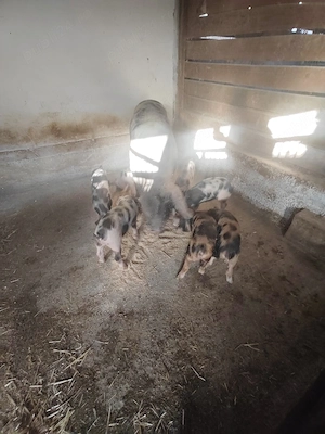 12 Purcei de vanzare 