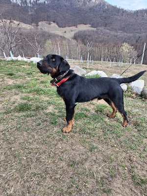 Jagd terrier mascul