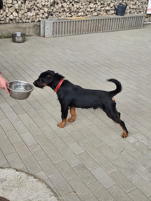 Jagd terrier mascul - imagine 2