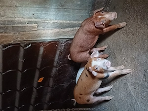 8 purcei marele alb cu duroc