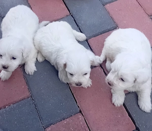 Bichon maltez pui