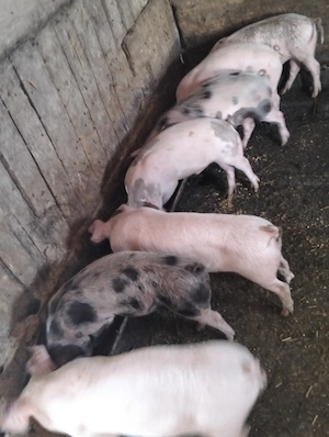 Purcei de 9 săptămâni 
