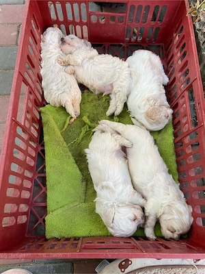 Pui Bichon Maltez 
