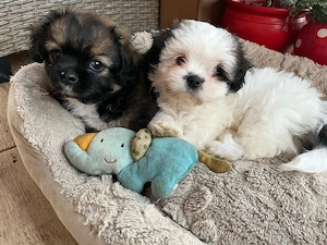 shih tzu de vanzare