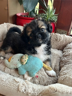 shih tzu de vanzare - imagine 4