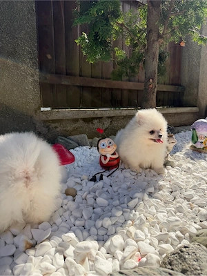 Pui de Pomeranian cauta casa noua - imagine 5