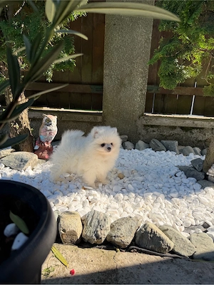 Pui de Pomeranian cauta casa noua - imagine 4