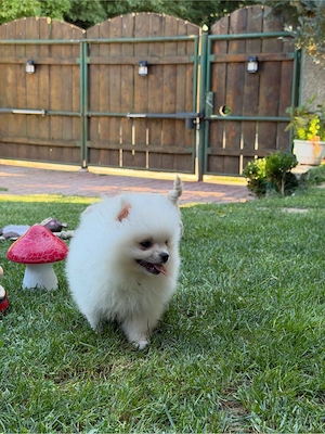 Pui de Pomeranian cauta casa noua - imagine 2