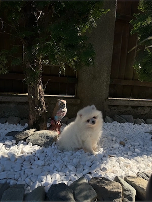 Pui de Pomeranian cauta casa noua - imagine 3