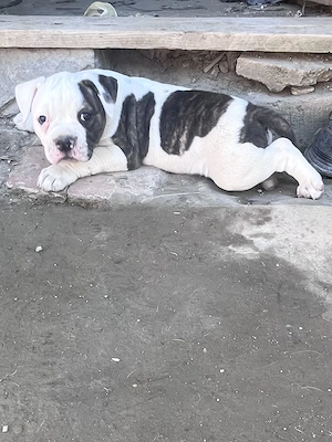 Bulldog American ! 