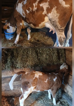 Vând bălțata romaneasca , o singură fătare,8- 9 litri cu vitea de o lună sat  Galsa. Arad  