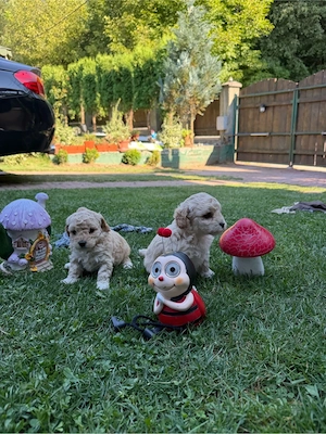 Puiuti de Maltipoo  - imagine 3