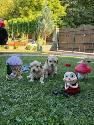 Puiuti de Maltipoo  - imagine 4