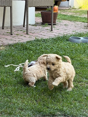 Puiuti de Maltipoo  - imagine 2