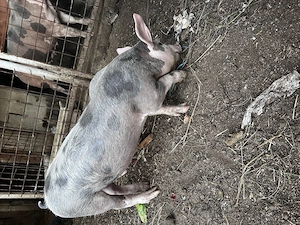 De vânzare purcea Petreana 8 luni + purceluș mascul 2 luni - imagine 3