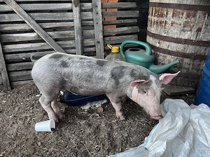 De vânzare purcea Petreana 8 luni + purceluș mascul 2 luni