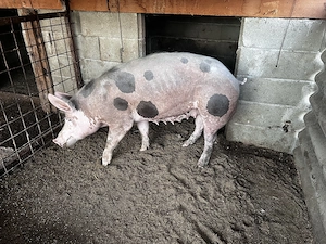 De vânzare purcea Petreana 8 luni + purceluș mascul 2 luni - imagine 4