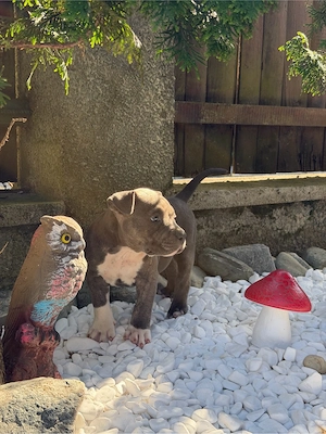 American Bully cu pedigree - imagine 5