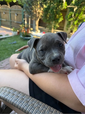 American Bully cu pedigree - imagine 3