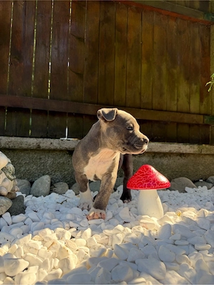 American Bully cu pedigree - imagine 2