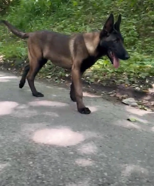 Femela Ciobanesc Belgian Malinois