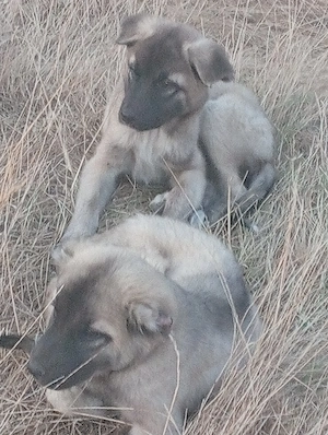 Vind căței kangal 100e