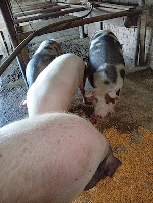 porci de vanzare 15 lei kg - imagine 3