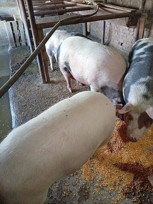 porci de vanzare 15 lei kg - imagine 4