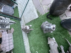 Fetița American Bully de excepție (Alfa) Pedigree ABCK,linie BIG DOGS ROMNANIA KENNEL.