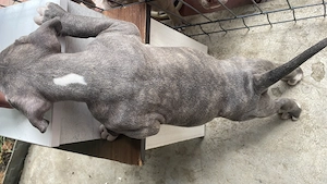 Fetița American Bully de excepție (Alfa) Pedigree ABCK,linie BIG DOGS ROMNANIA KENNEL. - imagine 7