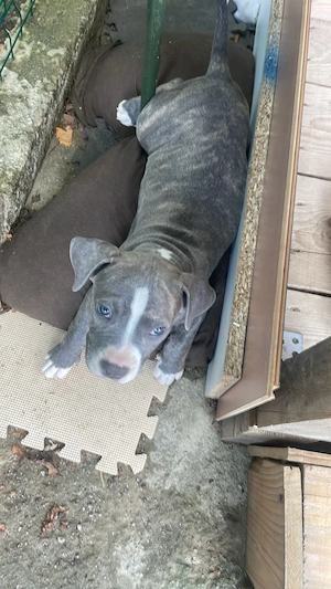 Fetița American Bully de excepție (Alfa) Pedigree ABCK,linie BIG DOGS ROMNANIA KENNEL. - imagine 4