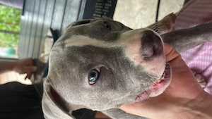 Fetița American Bully de excepție (Alfa) Pedigree ABCK,linie BIG DOGS ROMNANIA KENNEL. - imagine 3