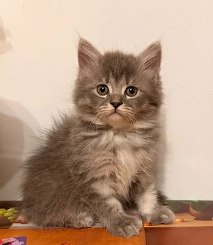 Pui pisică British Longhair 