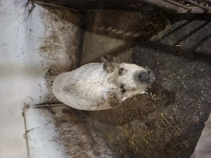 Porci mangalita 