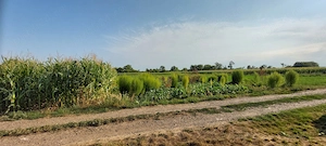 Teren intravilan, 4200 mp, 60 m front stradal   Dumbrăvița, comuna Ibănești, județul Botoșani