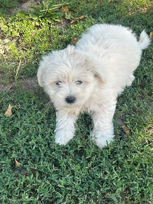 vand catei de bichon - imagine 5