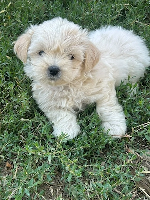 vand catei de bichon - imagine 4