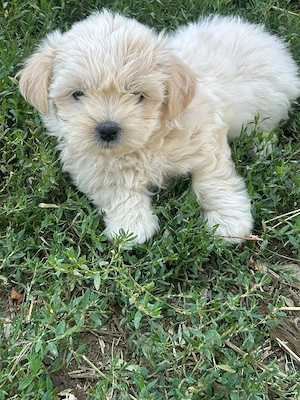 vand catei de bichon - imagine 3