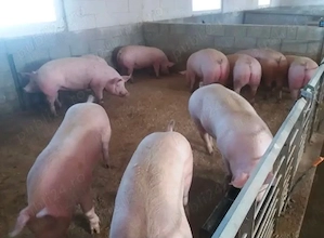 Vând porci de carne  