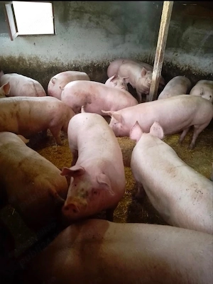 Vând porci de carne   - imagine 2