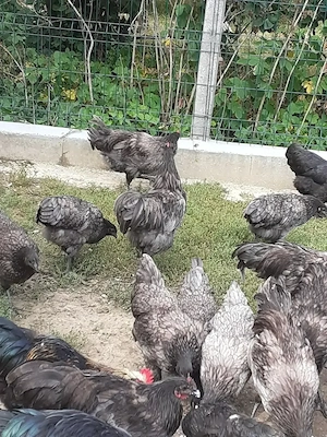 Vand cocosi Australorp albastru - imagine 4