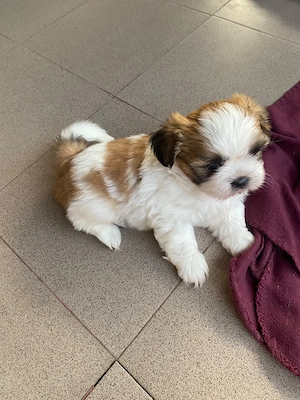 Pui Shih Tzu talie mică (băiețeii) - imagine 5