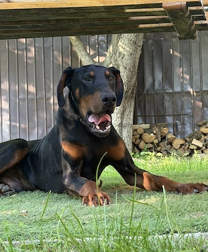 Doberman de vânzare 9 luni 