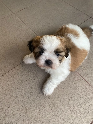 Pui Shih Tzu talie mică (băiețeii) - imagine 3