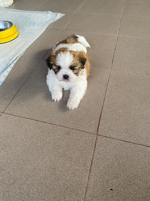 Pui Shih Tzu talie mică (băiețeii)