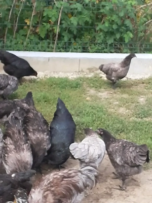Vand cocosi Australorp albastru - imagine 5
