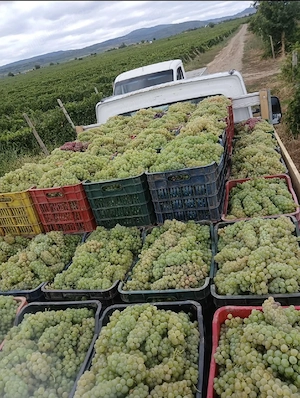 struguri de vin 