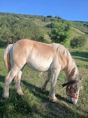 Vând manza înjur de 9 luni