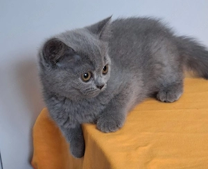 British shorthair puiuti - imagine 2